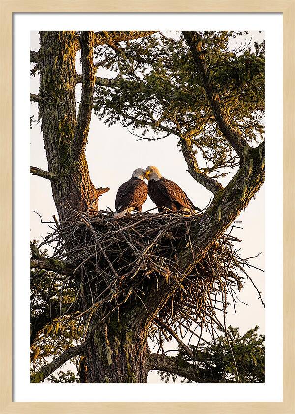 Bald Eagles Embracing At Nest