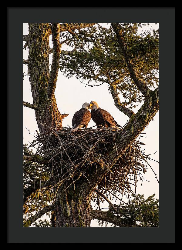 Bald Eagles Embracing At Nest