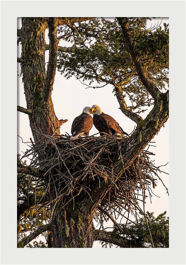 Bald Eagles Embracing At Nest