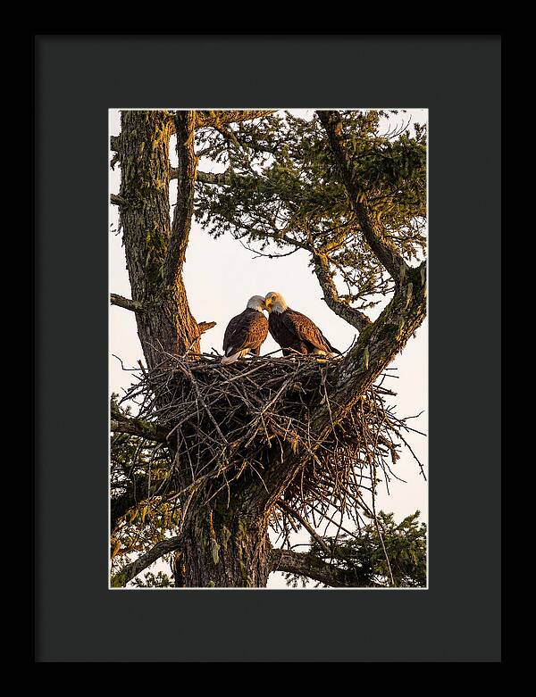 Bald Eagles Embracing At Nest