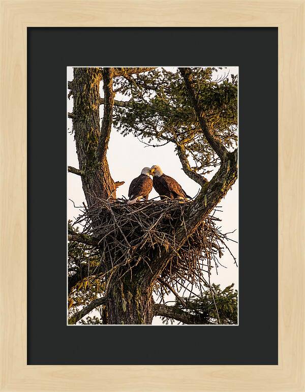 Bald Eagles Embracing At Nest