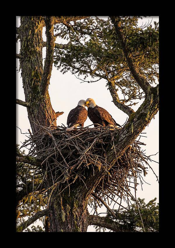 Bald Eagles Embracing At Nest