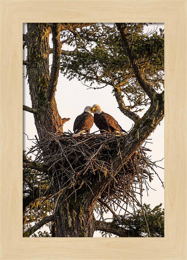 Bald Eagles Embracing At Nest