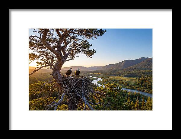 Bald Eagles Nesting At Sunset
