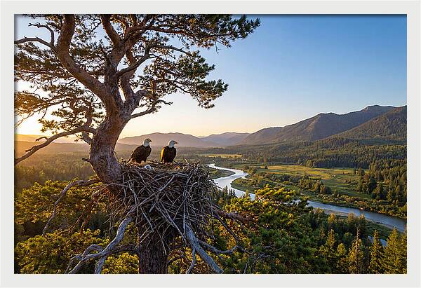 Bald Eagles Nesting At Sunset