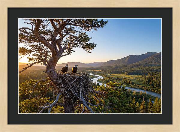 Bald Eagles Nesting At Sunset