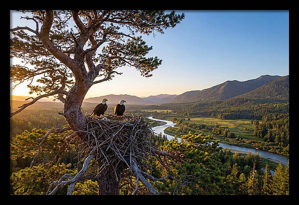 Bald Eagles Nesting At Sunset