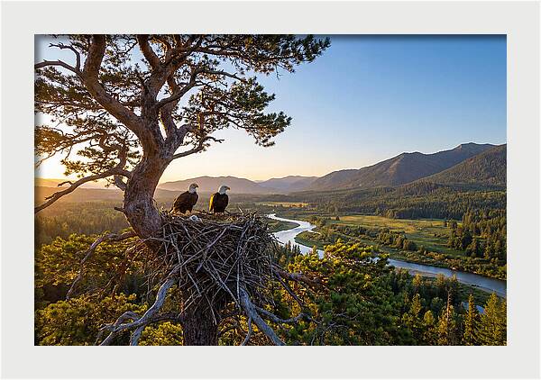 Bald Eagles Nesting At Sunset