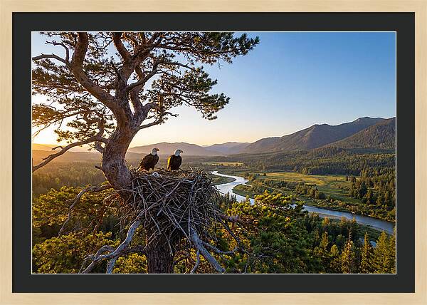 Bald Eagles Nesting At Sunset