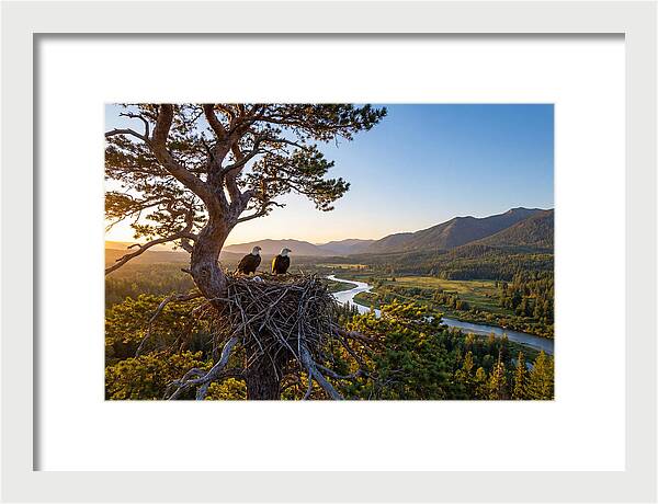 Bald Eagles Nesting At Sunset