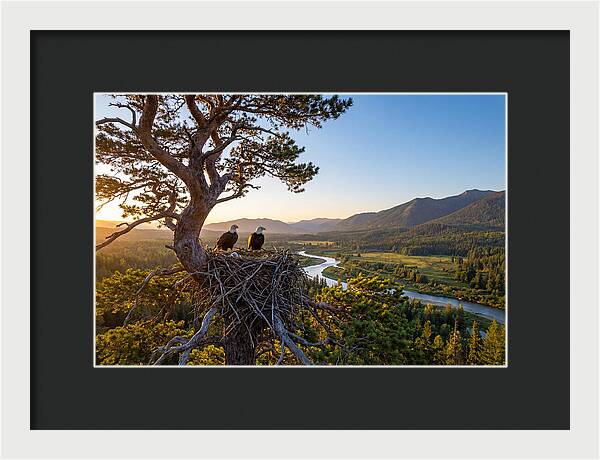 Bald Eagles Nesting At Sunset