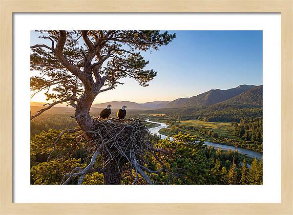 Bald Eagles Nesting At Sunset