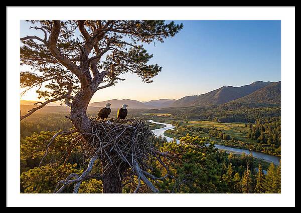 Bald Eagles Nesting At Sunset