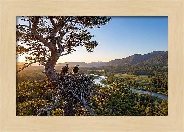 Bald Eagles Nesting At Sunset