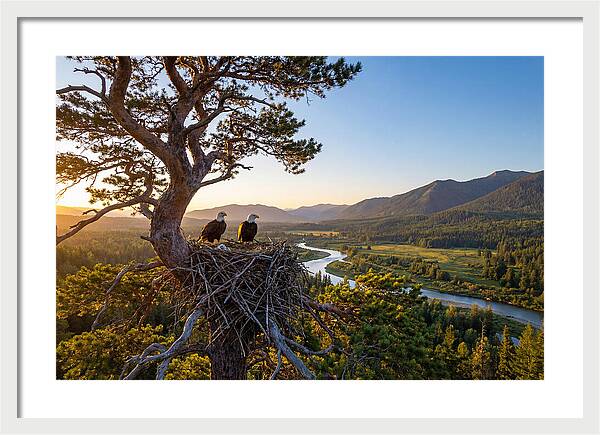 Bald Eagles Nesting At Sunset