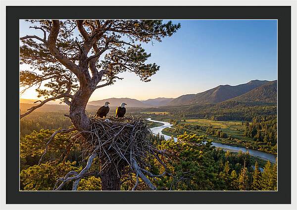 Bald Eagles Nesting At Sunset