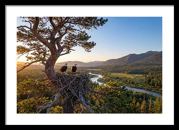 Bald Eagles Nesting At Sunset