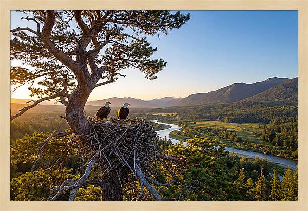Bald Eagles Nesting At Sunset