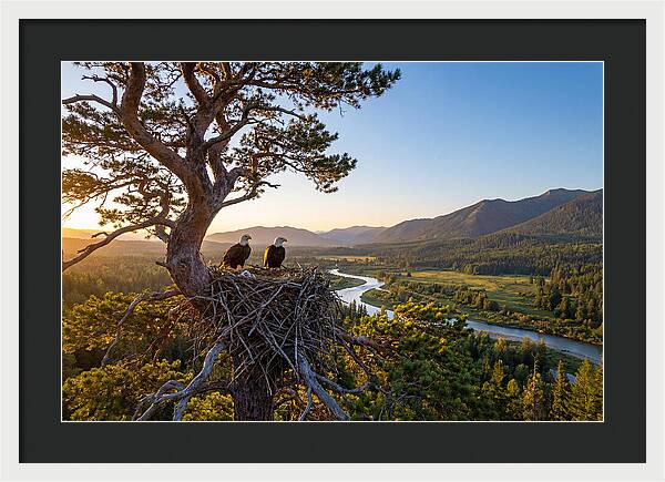 Bald Eagles Nesting At Sunset