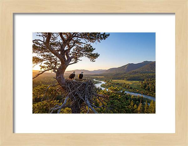 Bald Eagles Nesting At Sunset