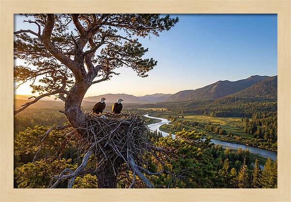 Bald Eagles Nesting At Sunset