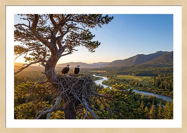 Bald Eagles Nesting At Sunset