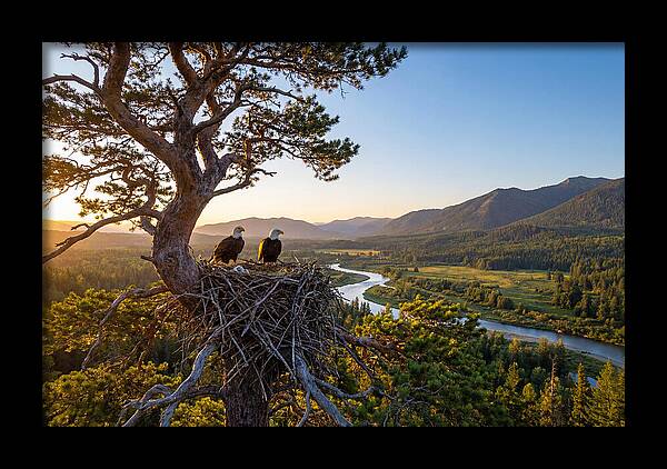 Bald Eagles Nesting At Sunset