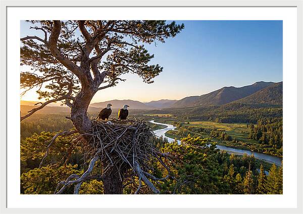 Bald Eagles Nesting At Sunset