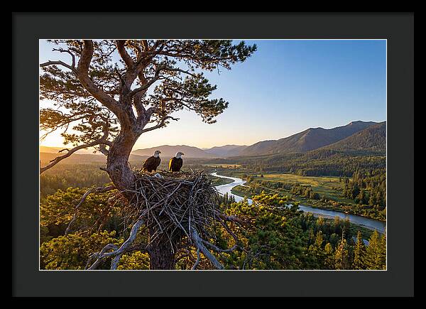 Bald Eagles Nesting At Sunset