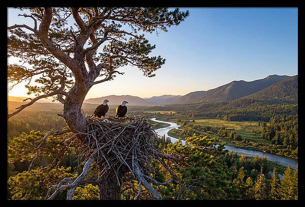 Bald Eagles Nesting At Sunset