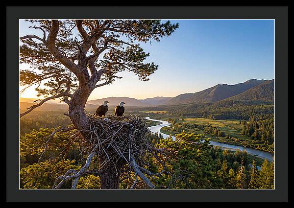 Bald Eagles Nesting At Sunset