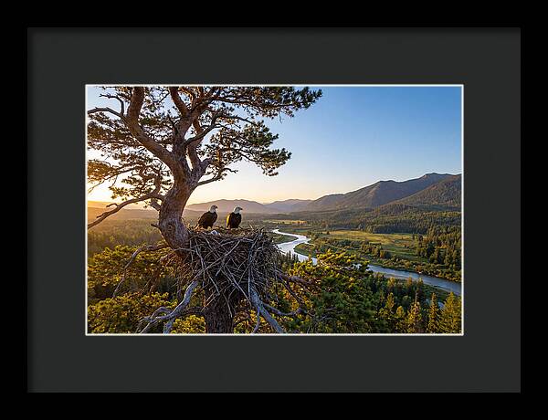 Bald Eagles Nesting At Sunset