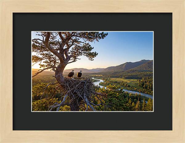 Bald Eagles Nesting At Sunset