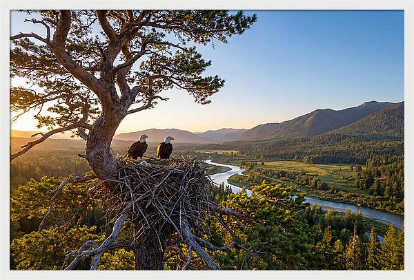Bald Eagles Nesting At Sunset
