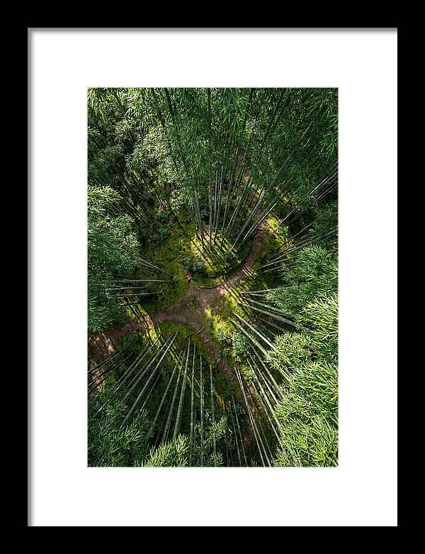 Bamboo Canopy From Above