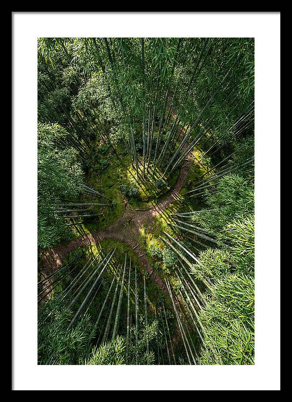 Bamboo Canopy From Above