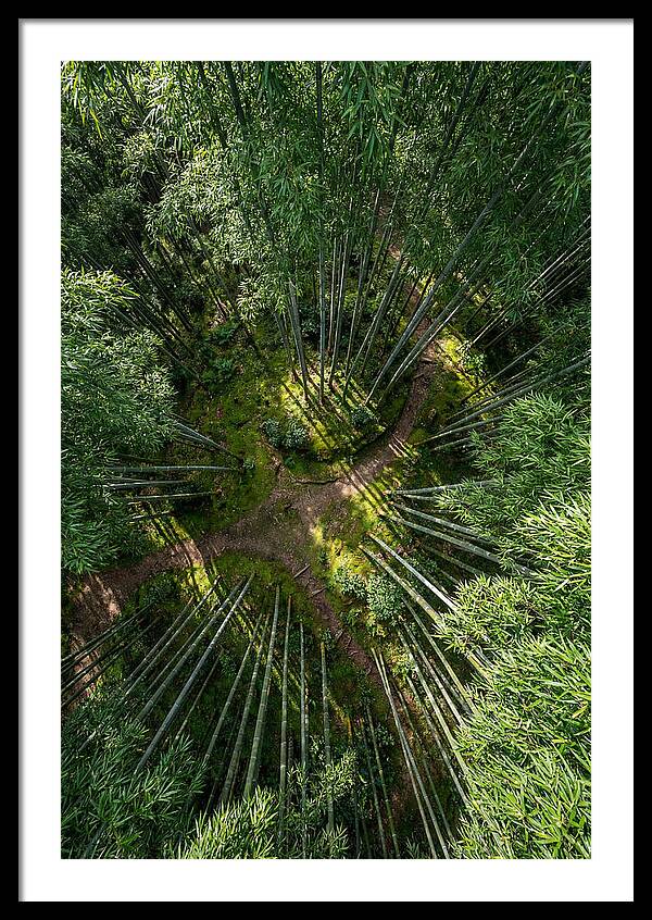 Bamboo Canopy From Above