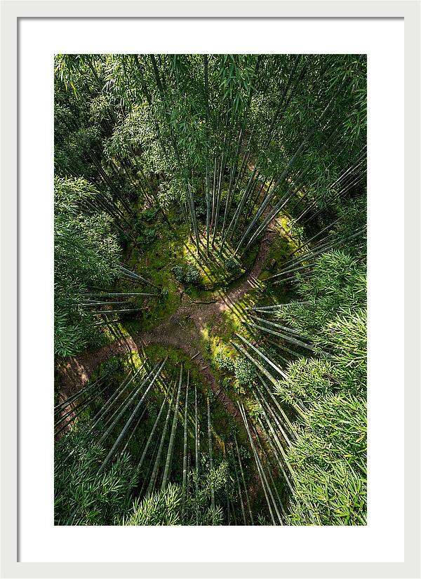 Bamboo Canopy From Above