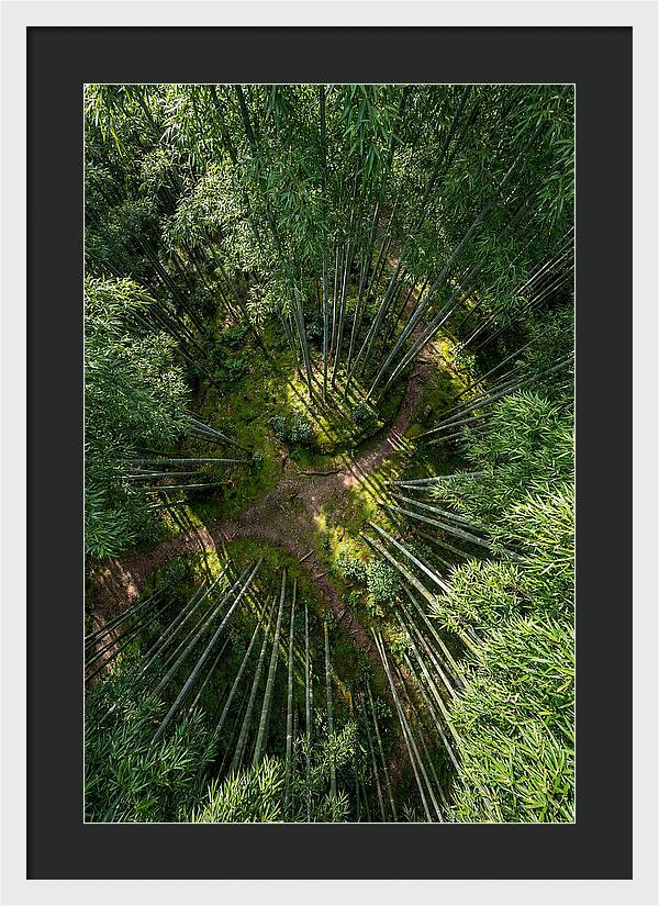 Bamboo Canopy From Above