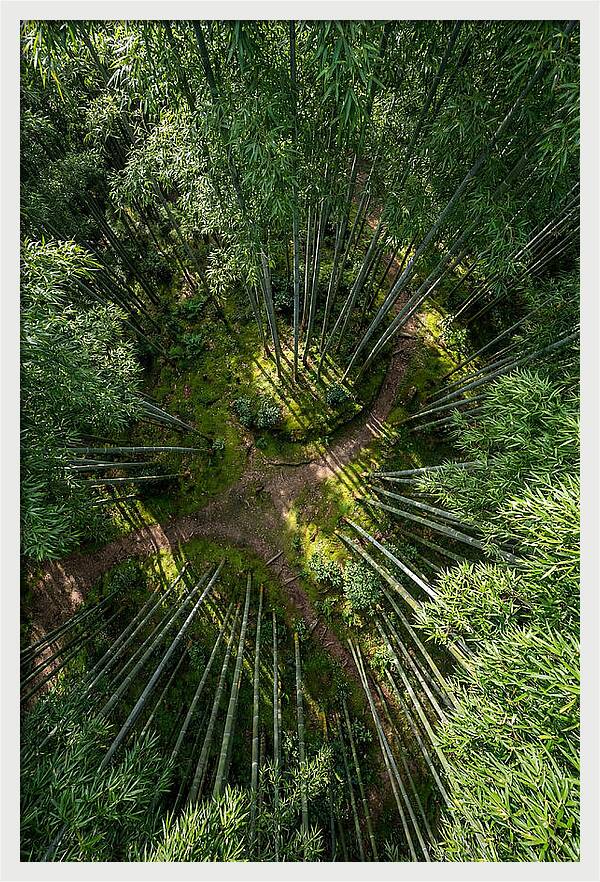 Bamboo Canopy From Above