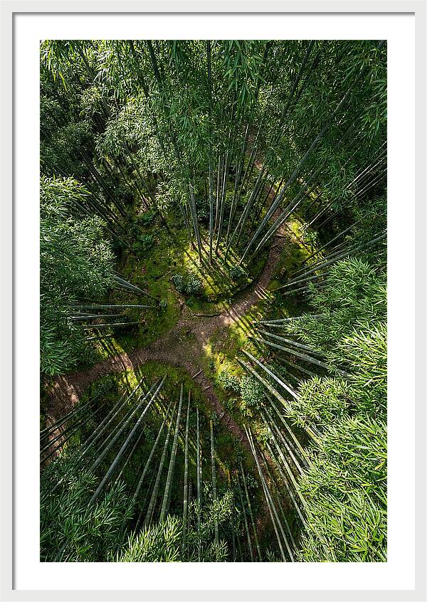 Bamboo Canopy From Above
