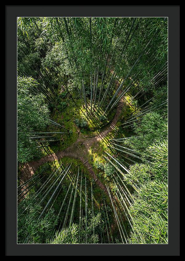 Bamboo Canopy From Above