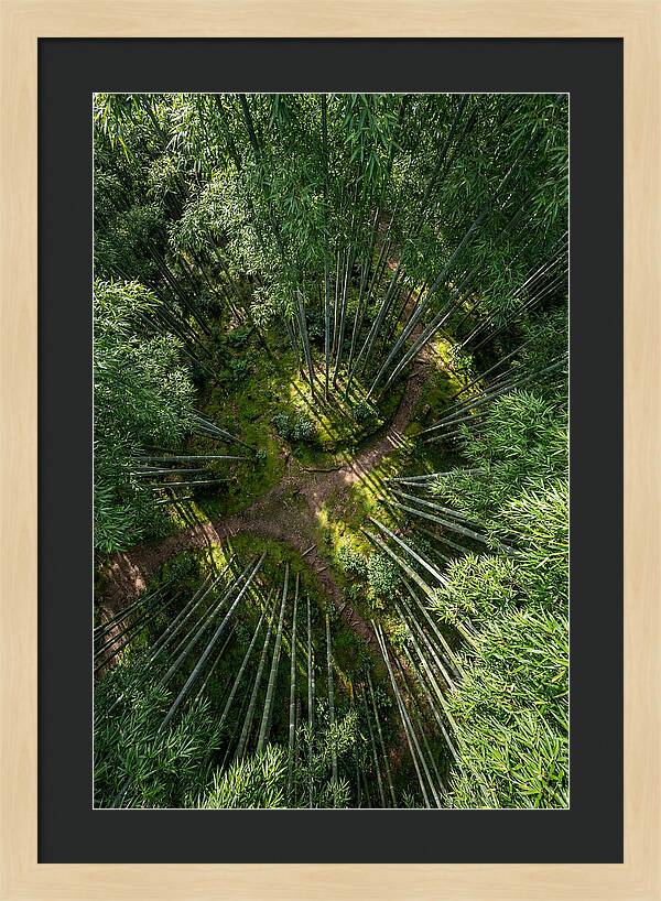 Bamboo Canopy From Above