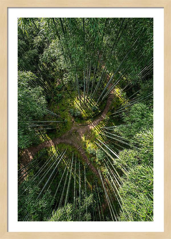 Bamboo Canopy From Above