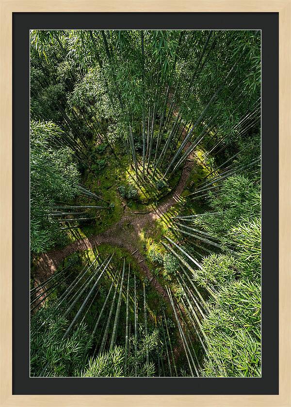 Bamboo Canopy From Above