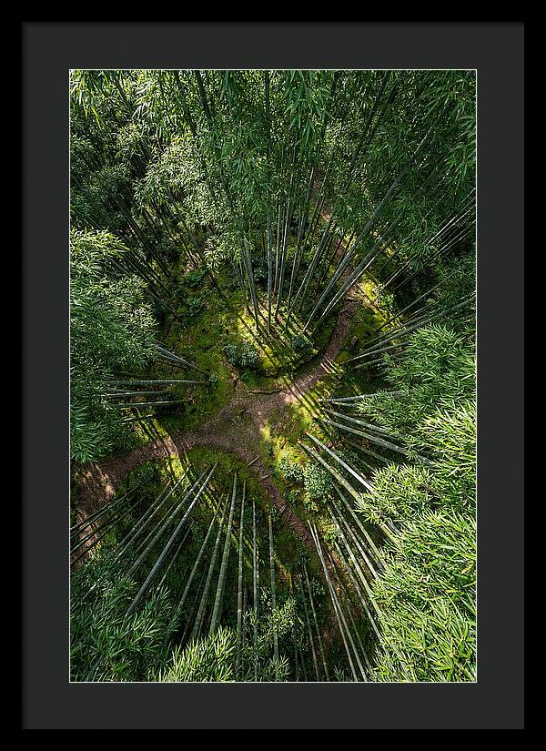 Bamboo Canopy From Above