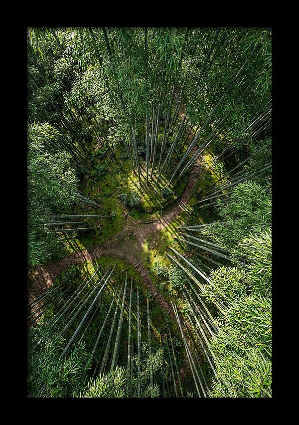 Bamboo Canopy From Above
