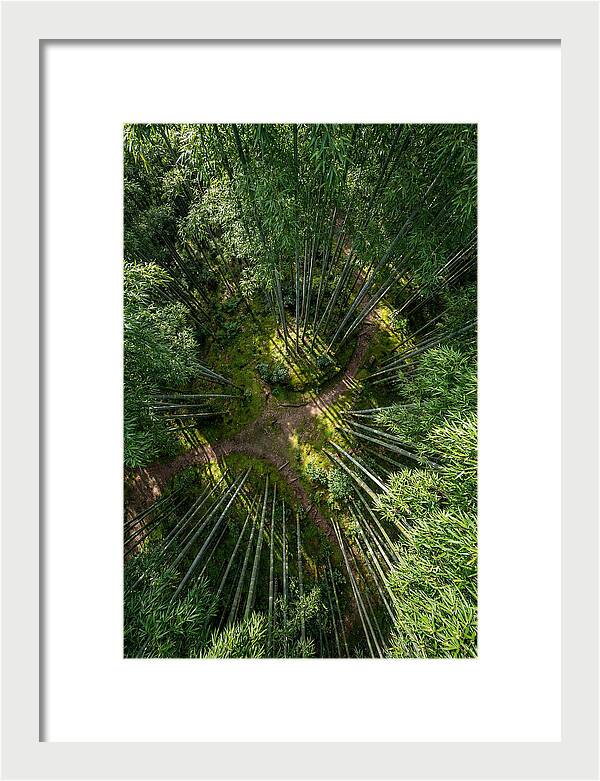 Bamboo Canopy From Above