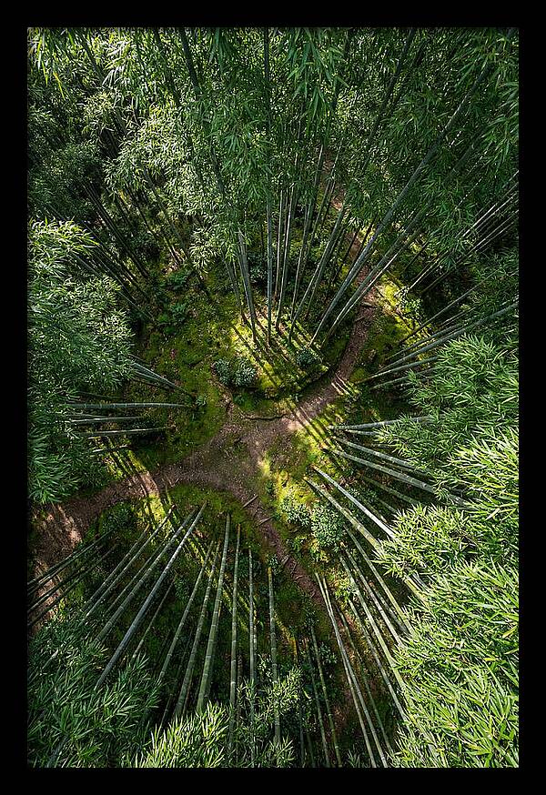 Bamboo Canopy From Above