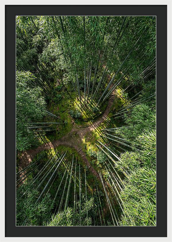 Bamboo Canopy From Above